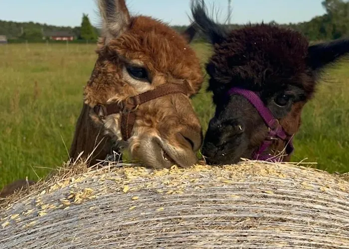 ホリデーパーク Ferien-& Erlebnispark Ploetzky シェーネベック